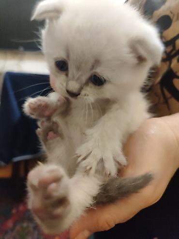 Pişiklər: Britan, Dişi — 14