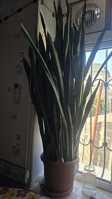 ucuz gul: Bitki: Sansevieria trifasciata (Qayın diləyi, “Snake Plant”) Tip — 2