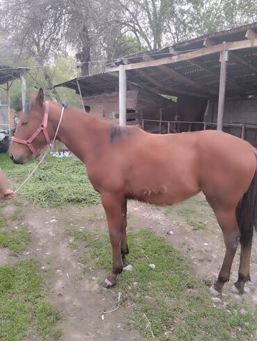 Лошади, кони: Продаются кобылка 11 месяцев рост 1м 45с полукровка.Жайылский район