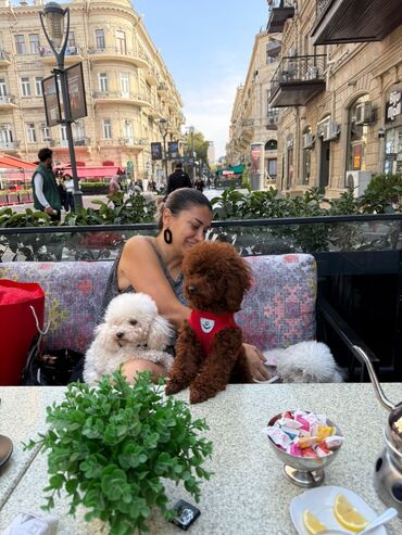 İtlər: Pudel, 3 ay, Erkek, Peyvəndli, Ünvandan götürmə — 27
