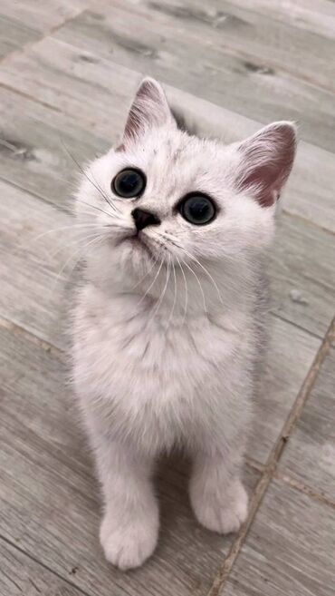 Mačke: Prelepi skotski macici su spremni za rezervaciju. U ponudi: 2 srebrna — 9