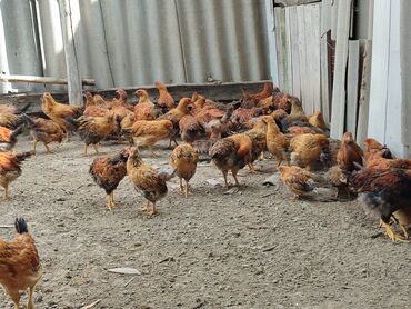 продаются щенки немецкой овчарки: Срочно продаю цыплята кучинская юбилейная 70шт