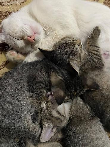 Котята серого тигрового окраса 3 штучки - Пушистые малыши с