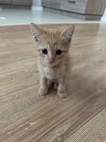 Отдам даром кошку: Кошка даром: Беспородная, 2 месяца, Мальчик, Приучена к лотку — 1