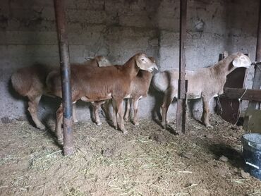 возьму кошку в добрые руки: Продаю | Баран (самец) | Арашан | Для разведения | Племенные