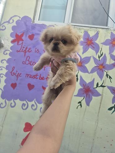 sirin it sekilleri: Pekines, 5 ay, Dişi, Peyvəndli — 4