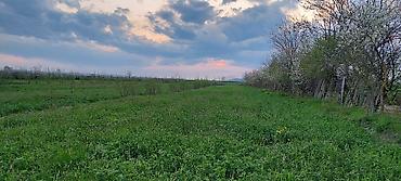 Torpaq sahələrinin satışı: 200 sot, Kənd təsərrüfatı — 2