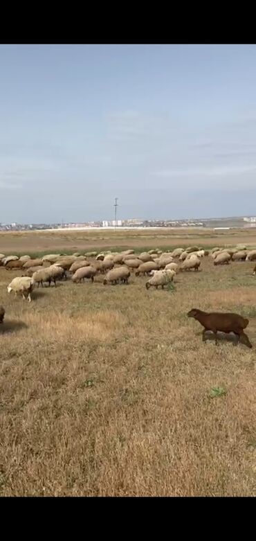heyvan sahiblenme: Salam Satilir 285 Eded Qoyun Erkehli Disili 140 Ededde Quzu Hamsi