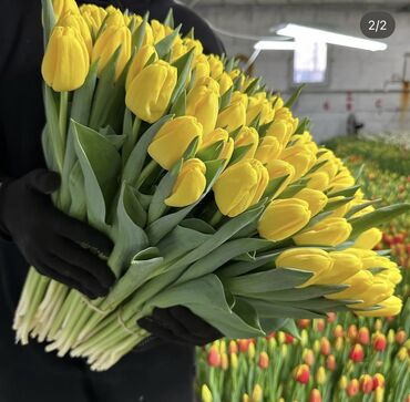 Цветы и букеты: Тюльпаны Оптом 🌼️ Хочешь покорить сердца миллионами улыбок? Начни с — 10