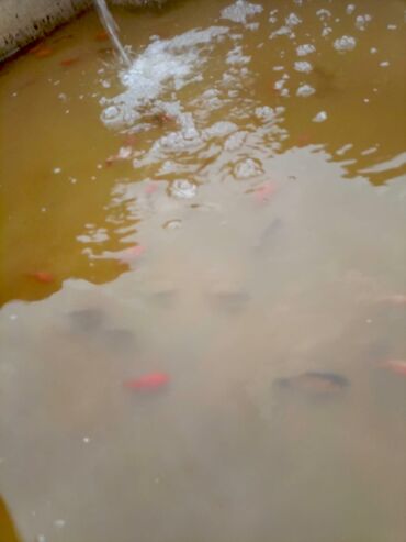 Balıqlar: Oranda2 quyruq qiyməti 2 manat. 4 quyruq qiyməti 3 manat Ünvan — 22