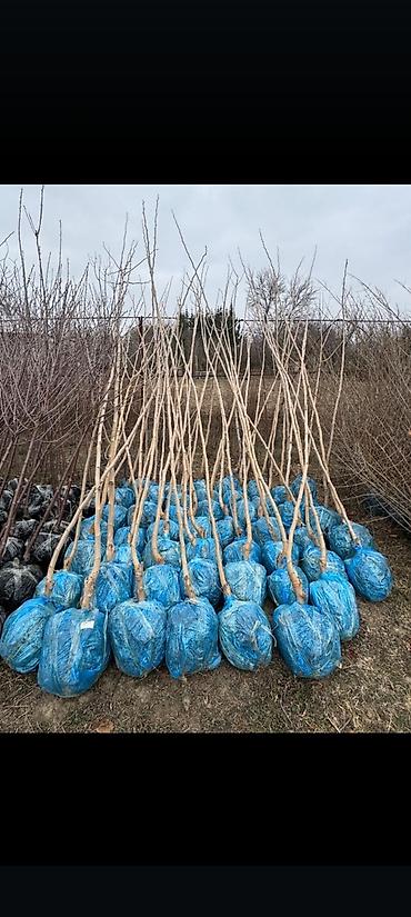 Tinglər: Salam isdenilen nov meyve tinglerini ve dekorativ aqaclari tam orjinal — 16