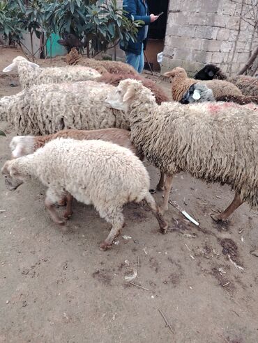 Qoyunlar, qoçlar: Məhsul: Qoyun və quzular Qoyun balası ilə satılır cəm 13 qoyun 13 — 14