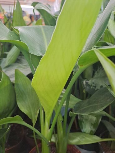 Vaze i saksije: Crassula Ovata, Drvo Novca, velika biljka sa prve, druge i trece je — 11