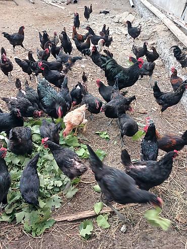 Qida məhsulları: Avstralop toyuqlarının mayalı yumurtası.Qiymət 80 qəpik — 2