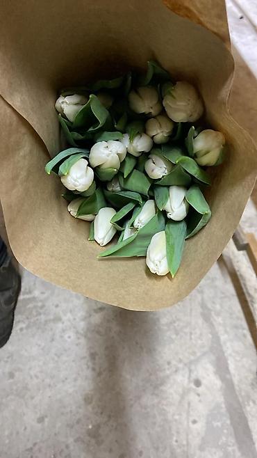 Букеты из живых цветов: Тюльпаны ОПТОМ! и в розницу вместе с луковицами рост 75см бокал 5-6см at lalafo.kg — 2 Букеты из живых цветов: Тюльпаны ОПТОМ! и в розницу вместе с луковицами рост 75см бокал 5-6см — 2