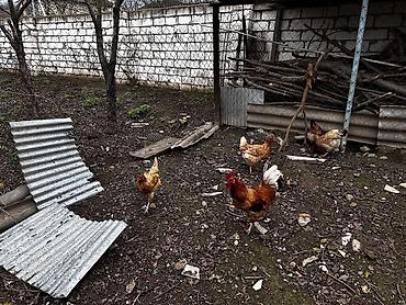 Toyuqlar: Toyuq, Damazlıq, Ödənişli çatdırılma -da lalafo.az — 7 Toyuqlar: Toyuq, Damazlıq, Ödənişli çatdırılma — 7