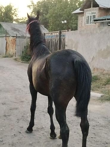 собака бульдок: Продаю | Кобыла (самка) | Английская — 2