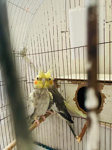 quş: Nimfa (cockatiel) cütü – daraqlı, yanaqları narıncı ləkəli, boz-ağ — 2