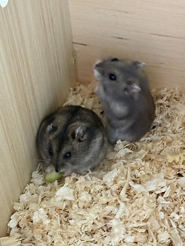 Клетки: Taxta hamster evi və aksesuar dəsti / 2 balaca hamster (2 ayliq,hər — 3
