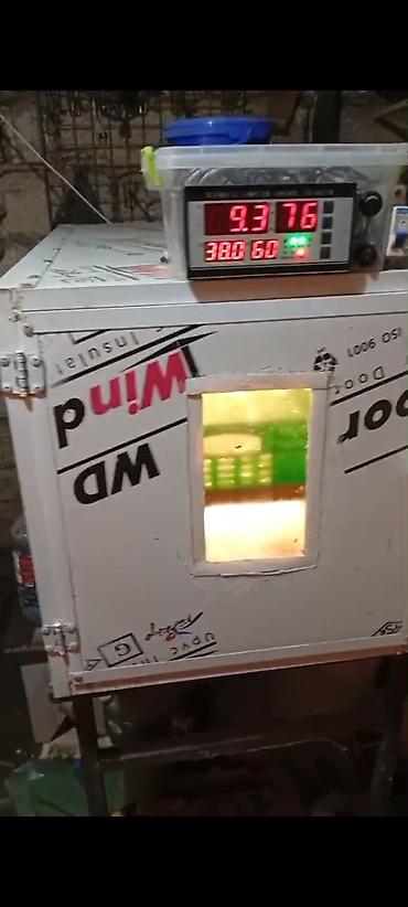 ınqbator: Super çıxış verir 130 tutum 250 son qiyemt son — 1