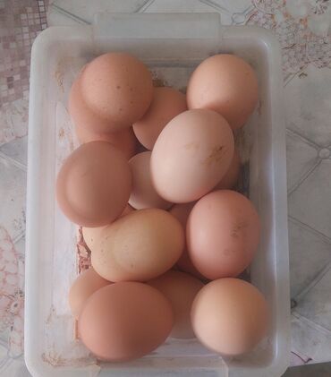 yumurta: Brama yumurtası satılır . Qiymət 1 ədədi 1.5 manat . 10 ədədin