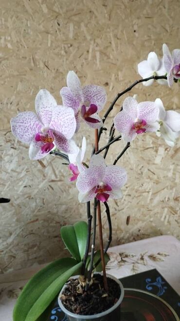 подставки для комнатных цветов бишкек: Продаю орхидею,село Новопокровка,1500с