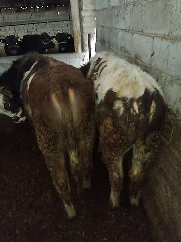 Коровы, быки: Продаю | Бык (самец) | Полукровка | На откорм | Привязанные — 11