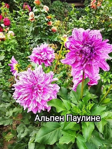 Другие садовые цветы и кустарники: Георгины — сортовые коллекционные. Подажа сортовых коллекционных — 11