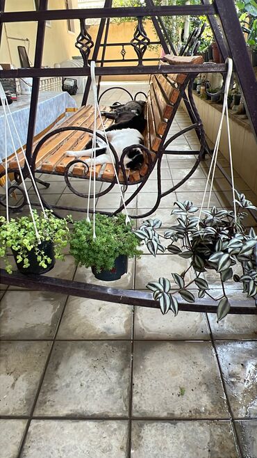 Otaq bitkiləri: Her biri ucuz kimete Gencededi catirma var size yaxin yere ancag — 14