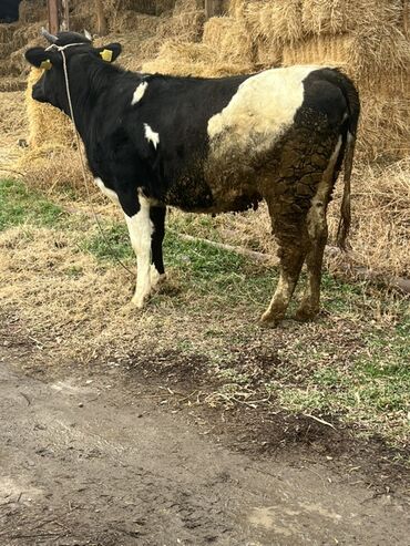 Коровы, быки: Продаю | Бык (самец) | На откорм | Привязанные — 4