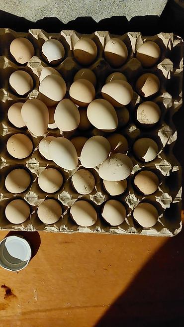 induska yumurtasi: Tam mayalı və təzə saf qan ağ firəng yumurtaları.çıxış ağ olur — 1