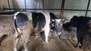 продажа домашних кур: Сатам | Бука (эркек)