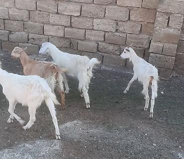 sani kecisi: Salam Keçilər Satılır Sani 9 ədədi dişi Sani damazlıq Sani 4 — 5