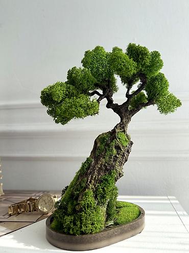 Декоративные цветы: Деревья-бонсай из натурального стабилизированного мха🌳 -это — 33