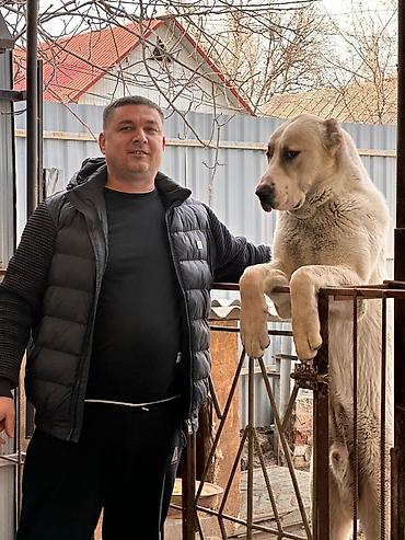 кангал алабай: Крупная сторожевая собака (порода типа алабая/среднеазиатской — 2
