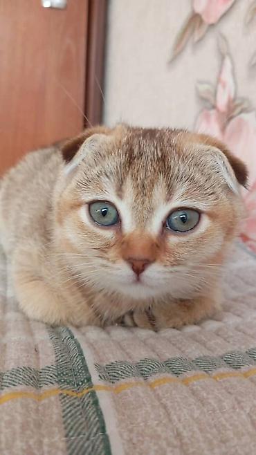 корниш рекс: Пропала Шотландская вислоухая кошка (Scottish Fold) - Окрас: теплый — 1