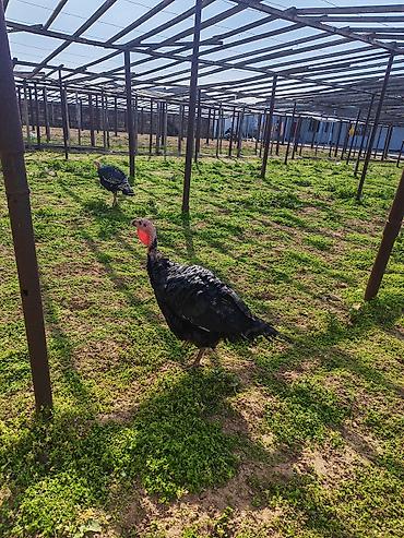 Heyvanlar: 🥚 Damazlıq yumurta 2.50 🐥 Sağlam və aktiv balalar 7.50 manat ✅ Güclü — 3