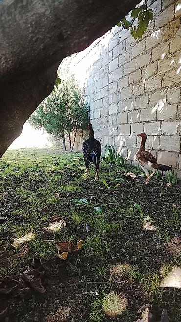 Xoruz, Heyratı, il: 1, Ünvandan götürmə lalafo.az -da Xoruz, Heyratı, il: 1, Ünvandan götürmə
