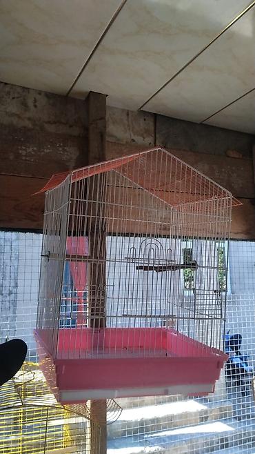 qəfəsi: Vatsapla elaqe saxlasyin quslar qefesler Məhsul: Nimfa (Cockatiel) — 4