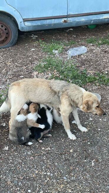 Psi: 7 prelepih štenaca i njihova mama nalaze se na ulici u Negotinu, imaju