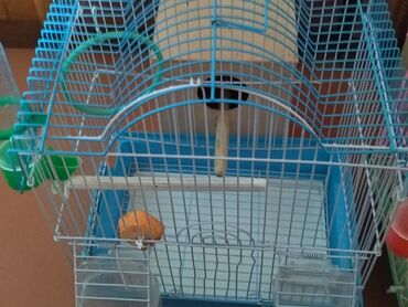Akvarium aksessuar və ləvazimatları: Mavi rəngli, metal qəfəs. Qəfəsin içərisində quşların rahatlığı üçün