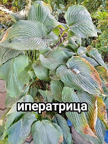 Другие садовые цветы и кустарники: Хосты и садовая фуксия — сортовые растения для вашего сада. - Hosta — 3