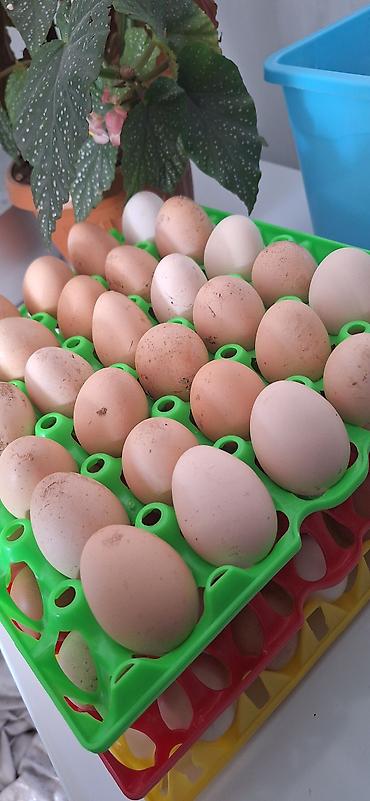 кукуруа: Продаю | Куры | Несушки — 4