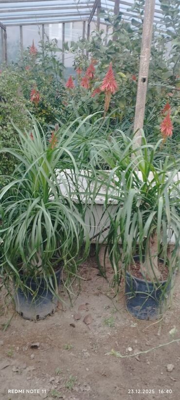 Otaq bitkiləri: Qablı dekorativ bitkilər - Portulacaria afra (fil qulağı/spekboom) – — 6