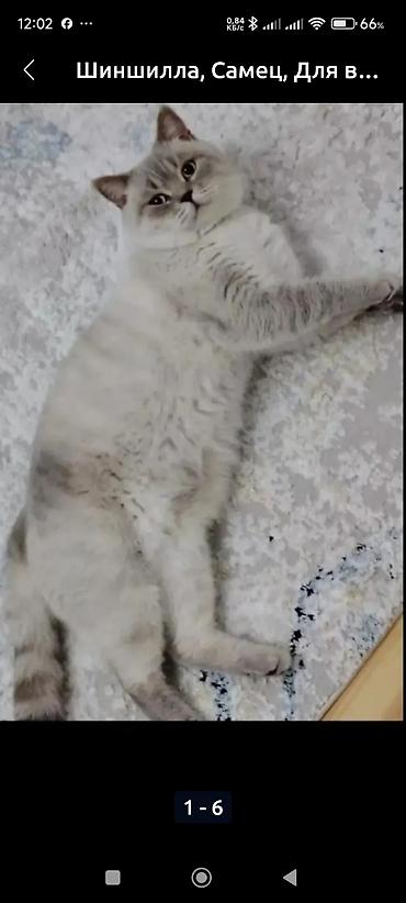 Pişiklər: Britan — 27