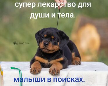 Продажа собак: Продаю щенков ротвейлера девочки .Вс информация по ватсап. Ротвейлер