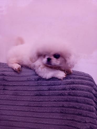 İtlər: Pekines — 2