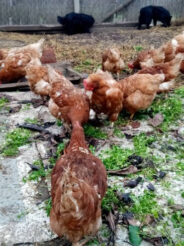 Farm Animals: Prodajem dvorisne koke nosilje,stare 15 meseci,trenutno slabije nose