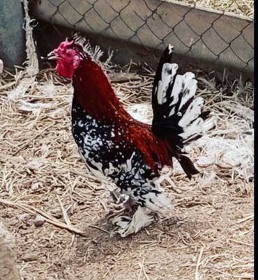 Şeytan pipik yaponka xoruz satilir. Barter də olar ( lal ordey