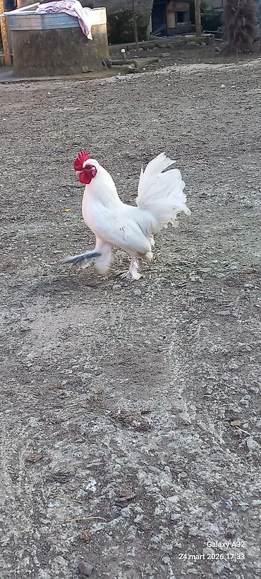 Toyuqlar: Toyuq, Damazlıq — 8